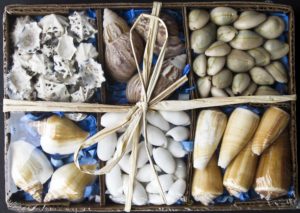 Shell Basket Box of 6 assorted Shells