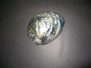 Polished Green Abalone