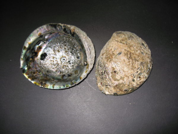 Natural Green Abalone 1