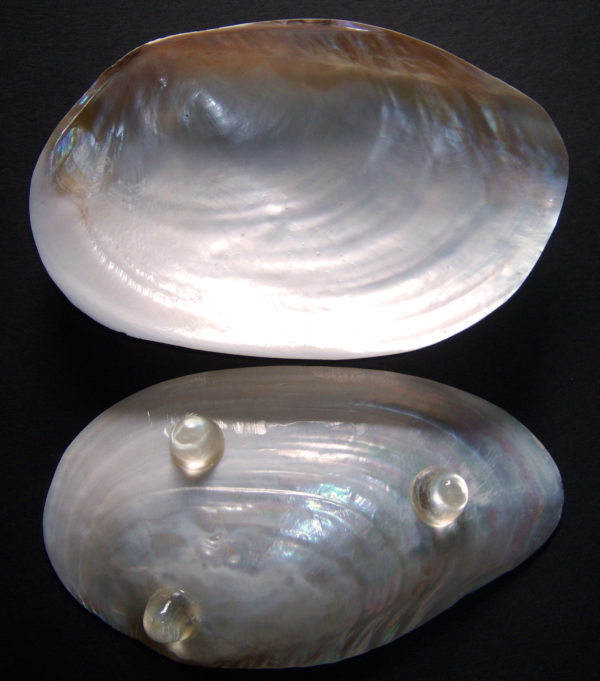 Acrylic Stand Clam Dish