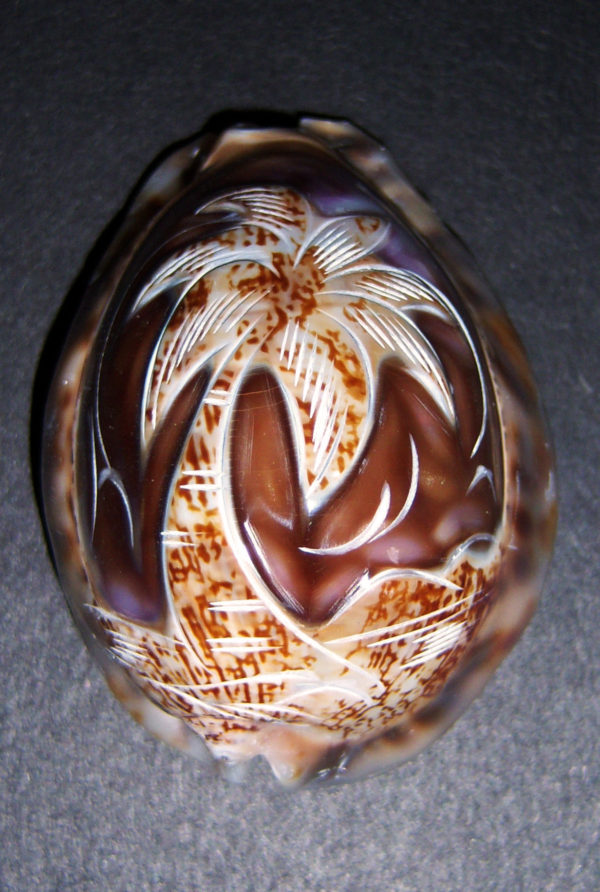 Arabica Cowrie Carved - Palm Tree