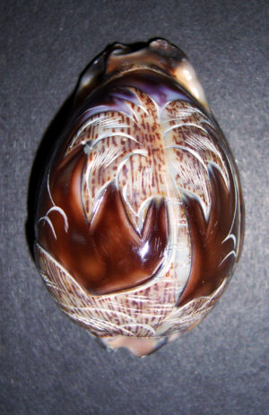 Arabica Cowrie Carved - Palm Tree