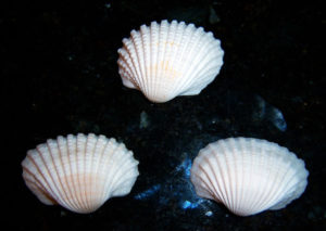 Ark Shells