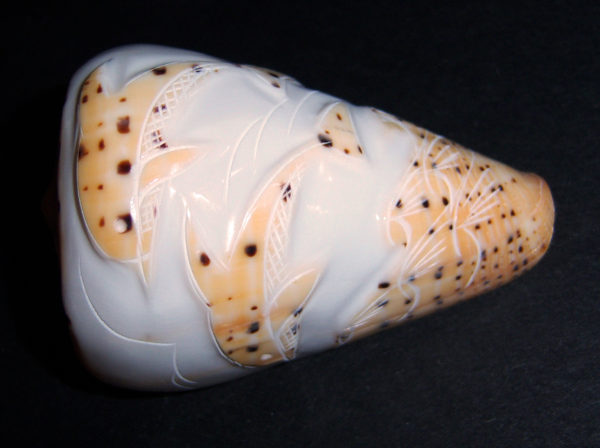 Beech Cone Shell - Carved Dolphins