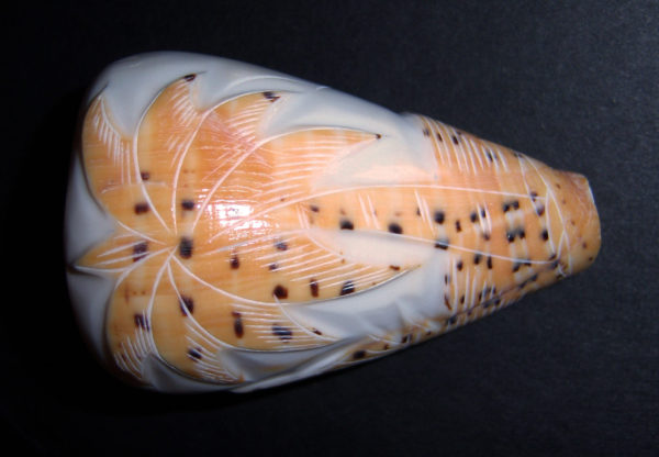 BEECH CONE SHELL CARVED - PALM