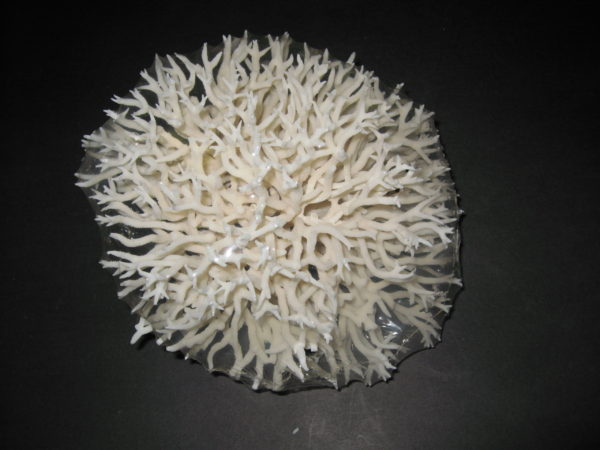 Bird Nest Coral