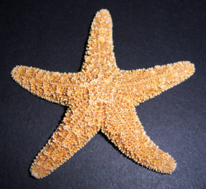 Brown Sugar Starfish