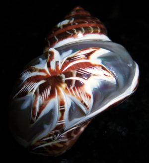 Brown Turbo - Carved Palm Tree