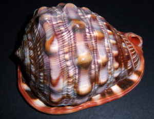 Cameo Shell - Bull's-Mouth Helmet