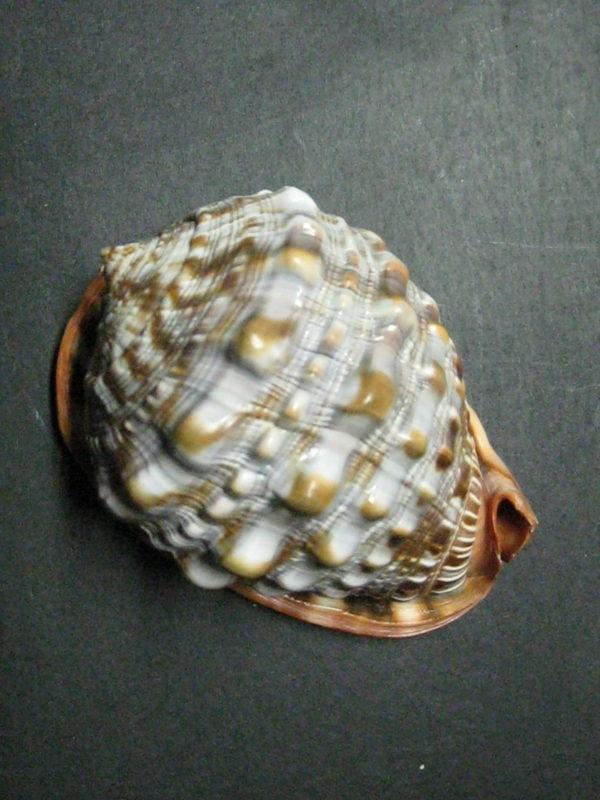 Cameo Shell - Bull's-Mouth Helmet