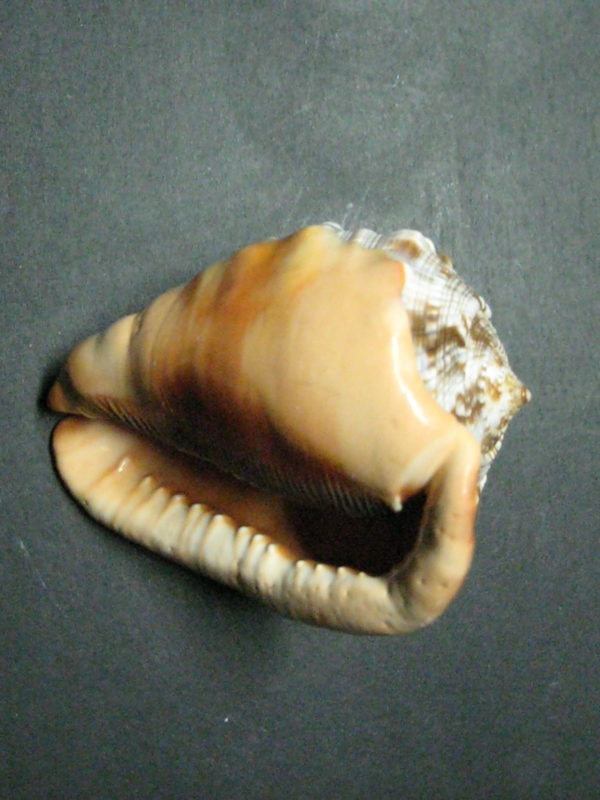 Cameo Shell - Bull's-Mouth Helmet