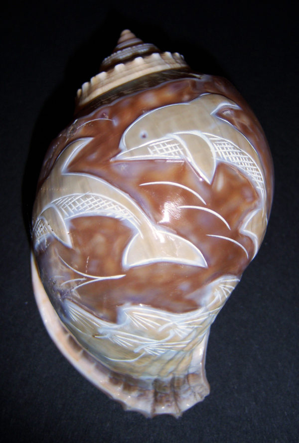 Gray Bonnet Shell (Carved)