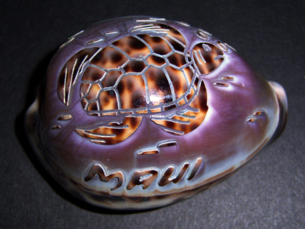 TIGER COWRIE SHELL - CARVED - HAWAII TURTLE 1