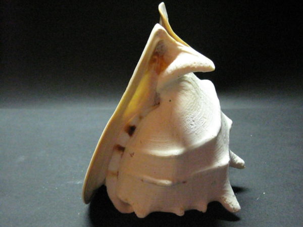 Cassis Cornuta - Yellow Helmet - Horned Helmet - Image 4