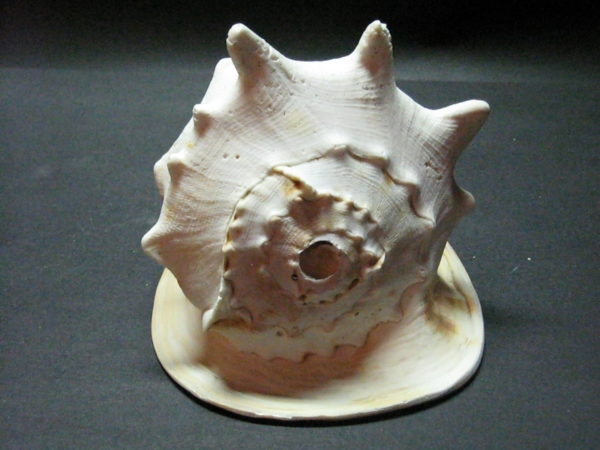 Cassis Cornuta - Yellow Helmet - Horned Helmet - Image 3