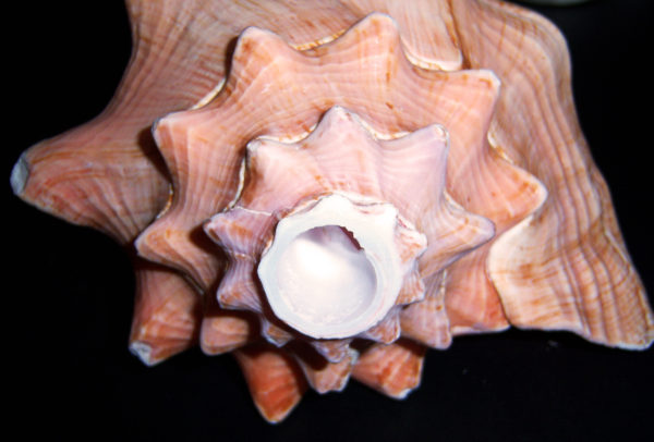 Conch Shell Horn