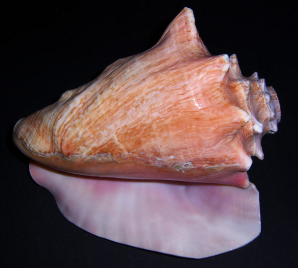 queen Conch Shell Horn