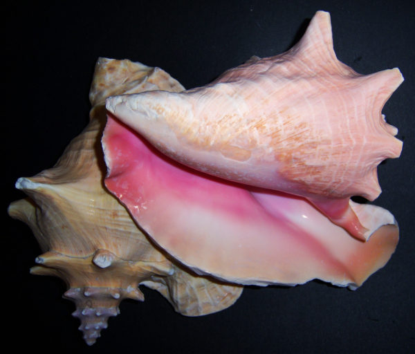 Queen Conch Shell / Pink Conch Shell