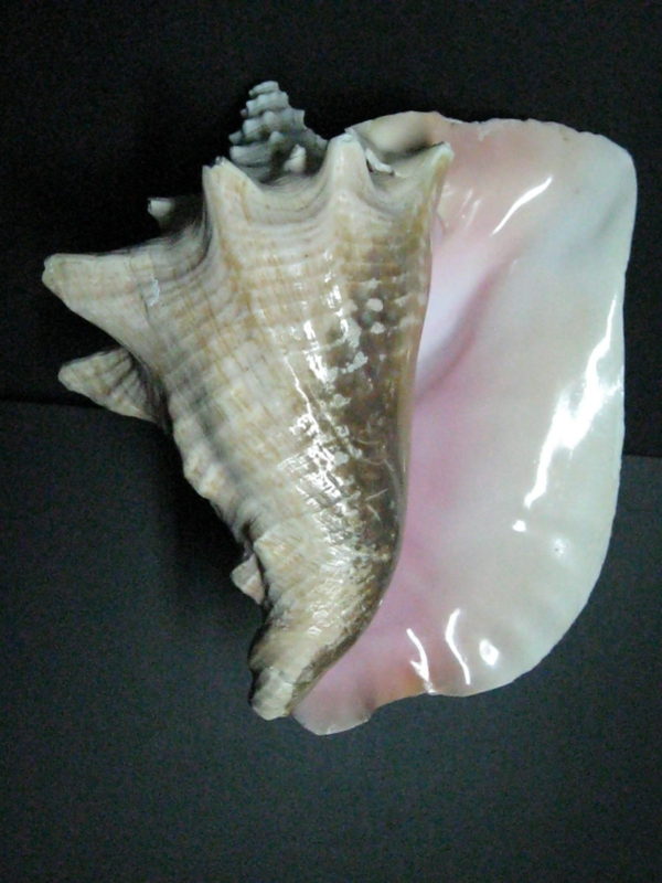 Queen Conch Shell / Pink Conch Shell