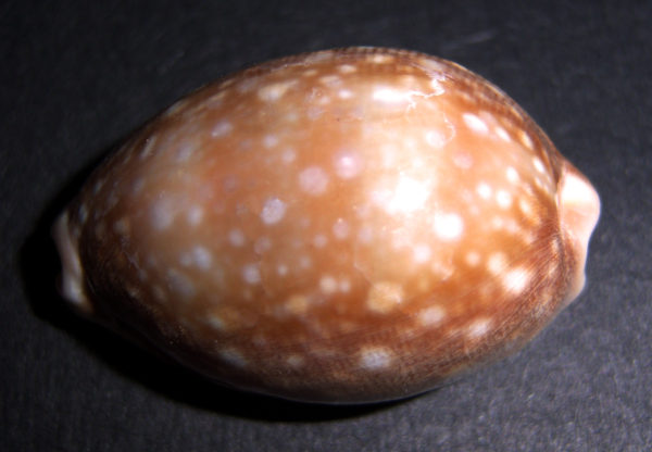 Deer Cowrie Shell