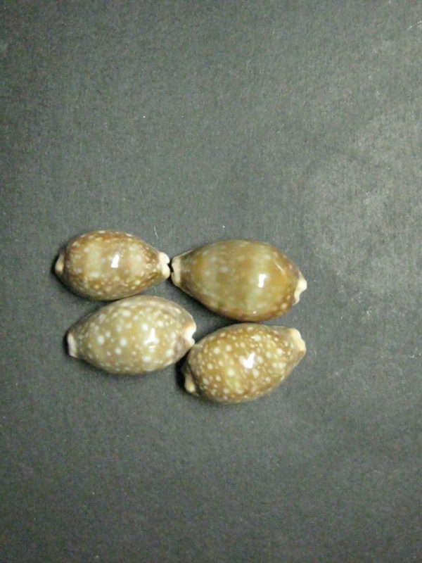 Deer Cowrie Shell