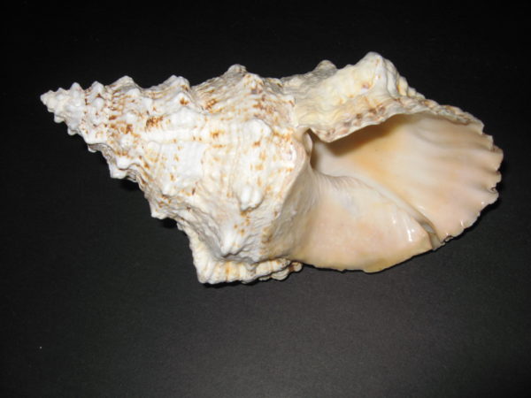 Frog Shells - Image 4
