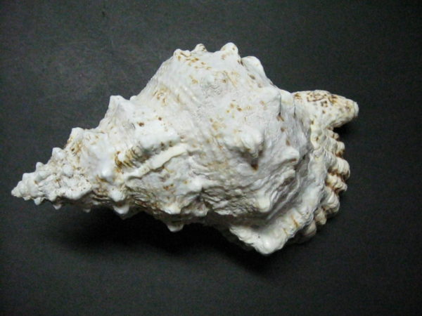 Frog Shells - Image 3
