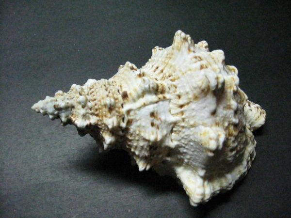 Frog Shells - Image 5