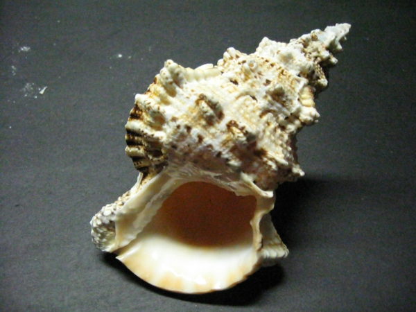 Frog Shells - Image 6