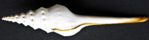 Fusinus Calnus Shell