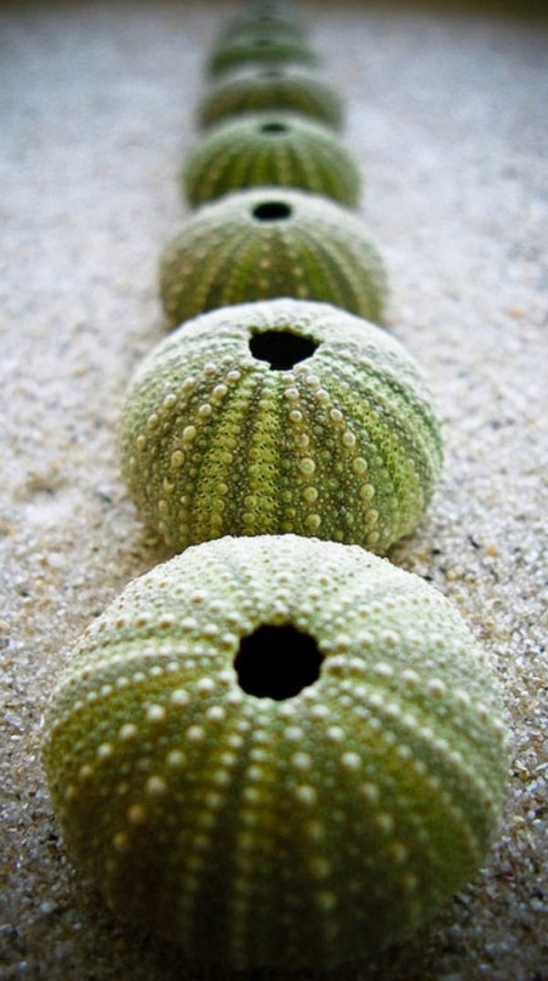 Green Sea Urchins