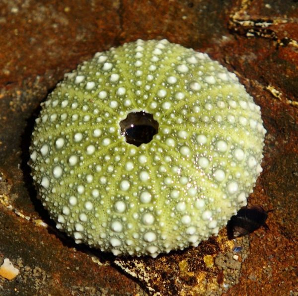 Green Urchins