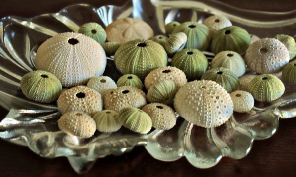10 Green Urchins - Image 4