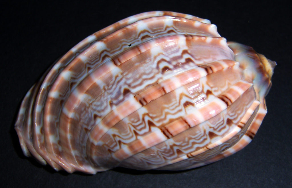 Turtle Shell Harp Major Harp Shell • Rainbow Craft Company