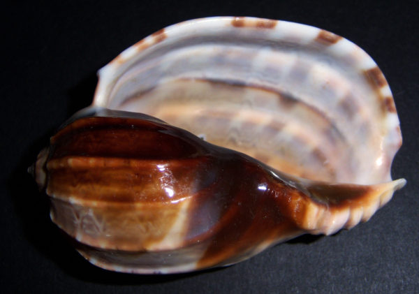 MAJOR HARP SHELL