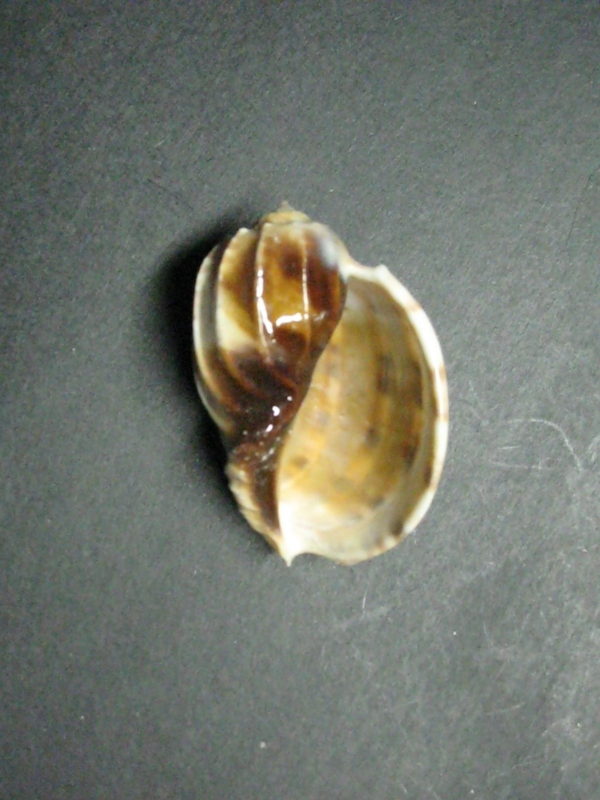 MAJOR HARP SHELL