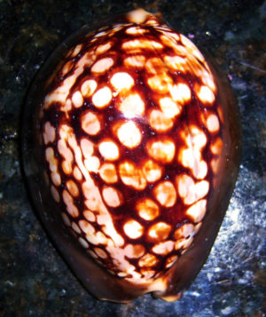 Humpback Cowrie Shell