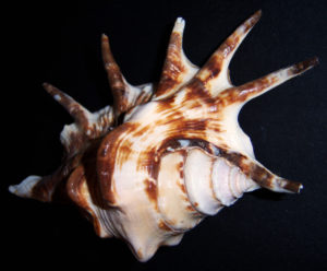 LAMBIS LAMBIS / COMMON SPIDER CONCH