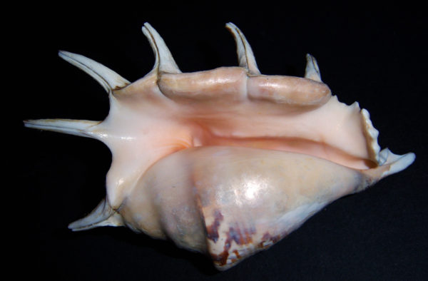 LAMBIS LAMBIS / COMMON SPIDER CONCH