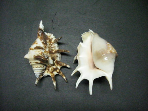 LAMBIS LAMBIS / COMMON SPIDER CONCH