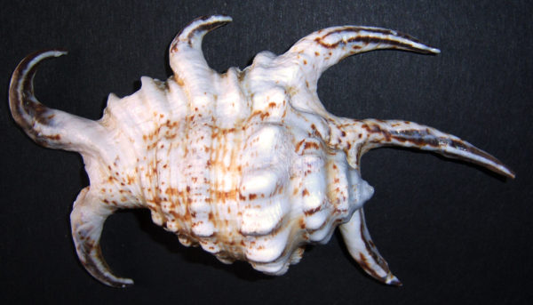 LAMBIS CHIRAGRA / CHIRAGRA SPIDER CONCH