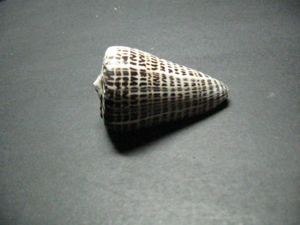 Letter Cone Shells 1