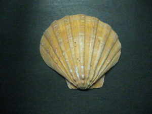 Lion's Paw Shell