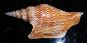 Lister's Conch Shell