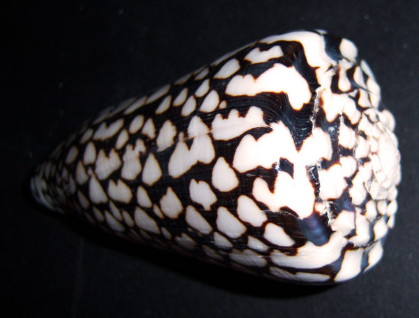 Marble cone shell