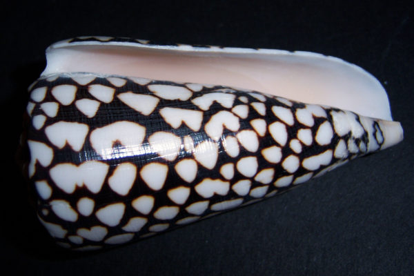 Marble cone shell