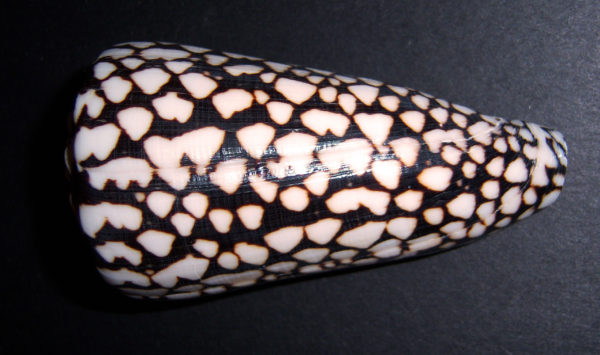 Marble cone shell