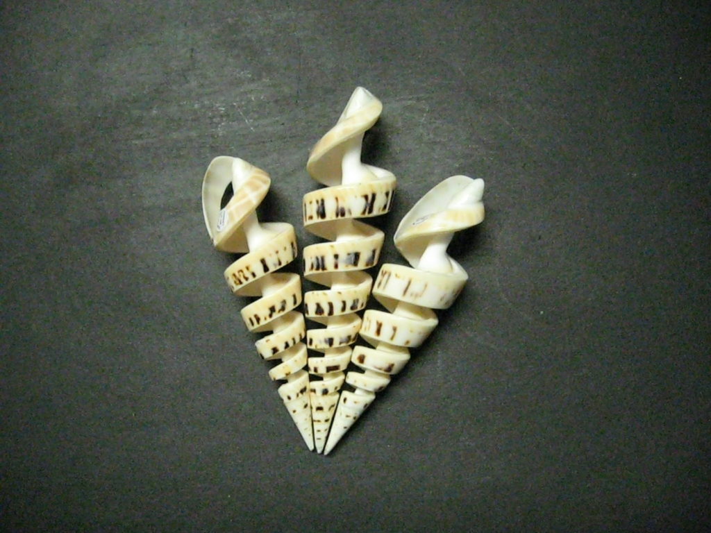 Spike Shell Designs Marlin Spike - Spiral Cut • Rainbow Craft Company