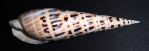 Auger Shells / Marlin Spike / Marlinspike