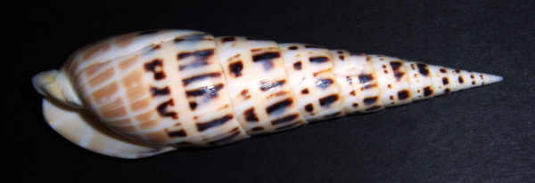Auger Shells / Marlin Spike / Marlinspike